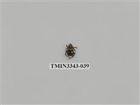 藏品(長毛長腳金龜)的圖片